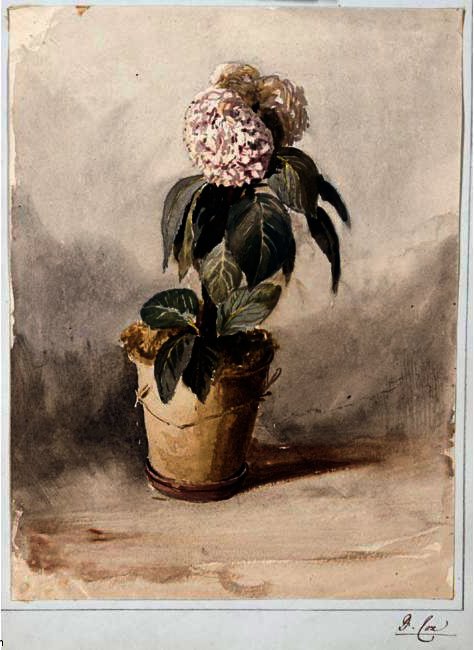 Still-life Of A Hydrangea — David Cox