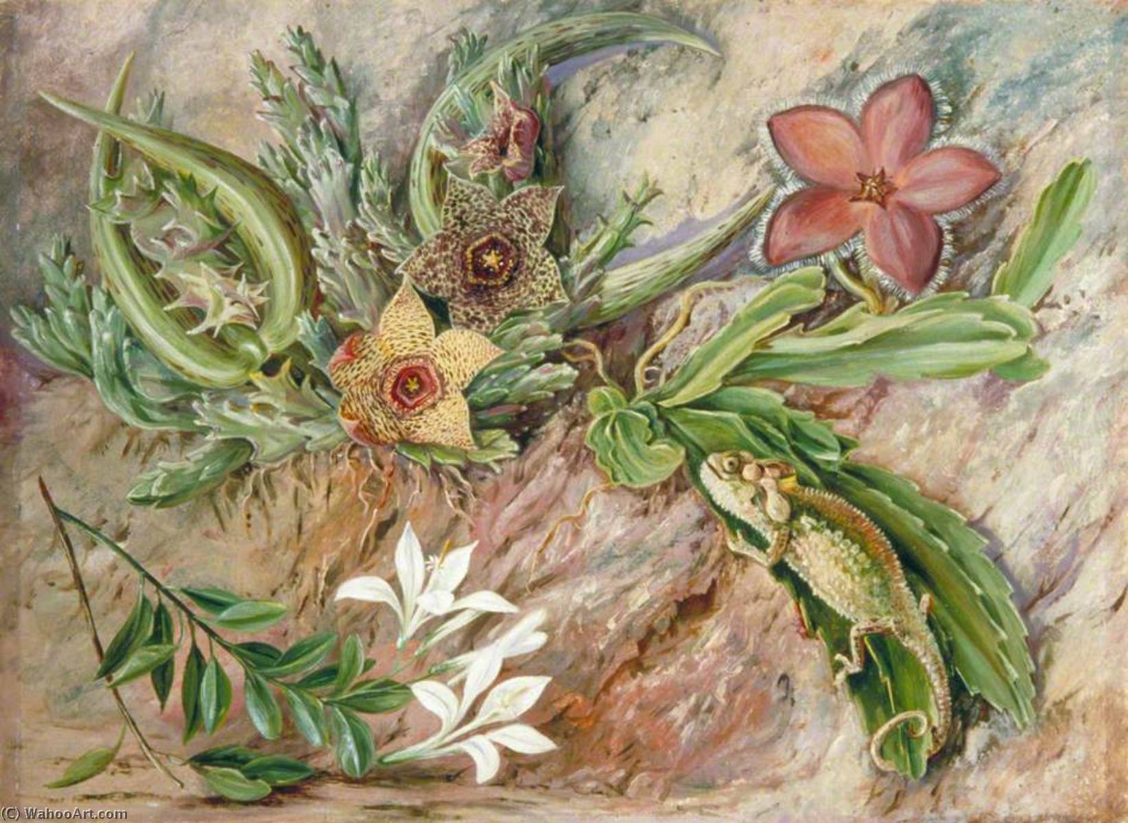 A South African Speciality — Marianne North