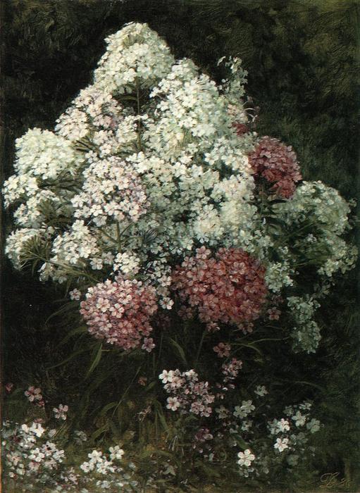 Phlox — David Johnson