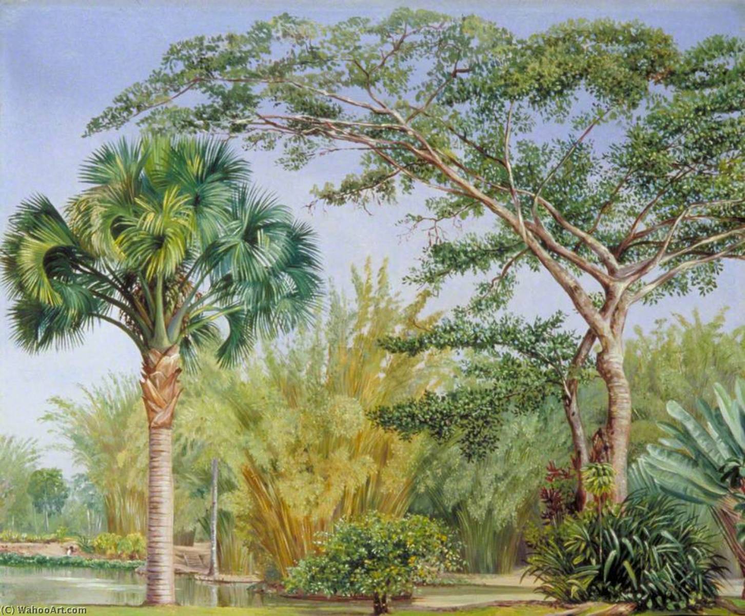 Palm, Bamboos And India Rubber Trees In The Botanic Garden, Rio — Marianne North