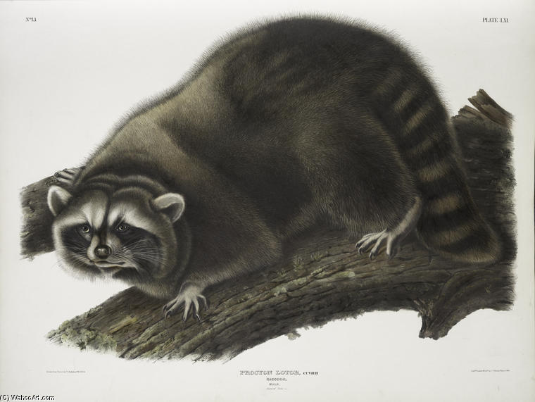 Procyon Lotor, Raccoon — John James Audubon