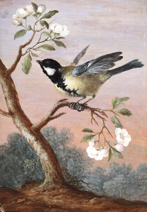 Great Tit On Fruit Flower Branch — Barbara Regina Dietzsch