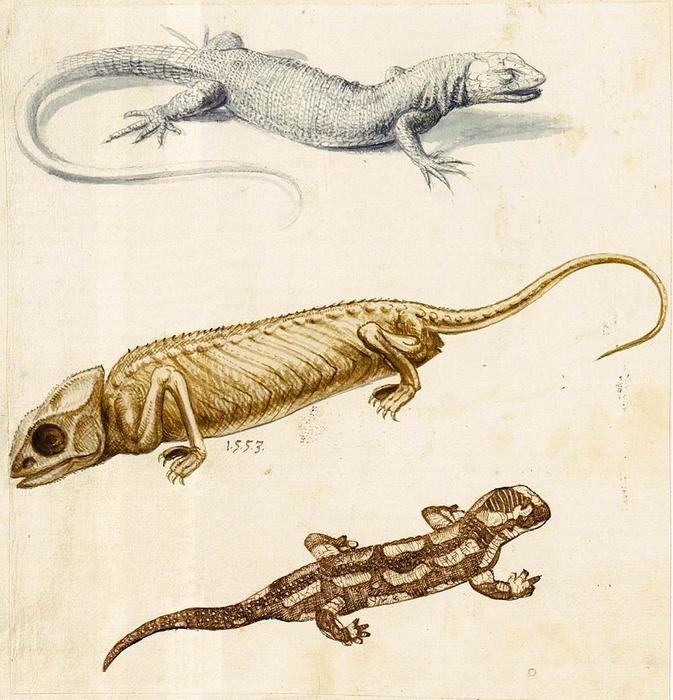 Study Of A Lizard, A Chameleon And A Salamander — Giuseppe Arcimboldo
