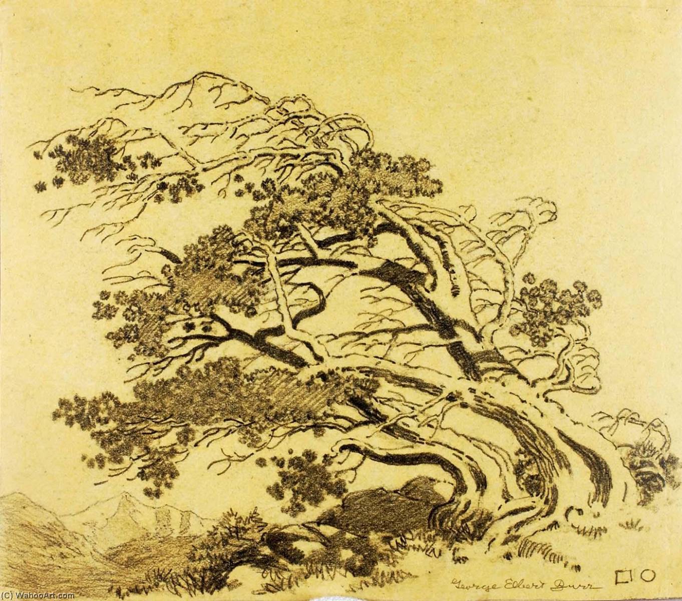 Untitled (transfer Drawing For Pines In Wind, Estes Park) — George Elbert Burr