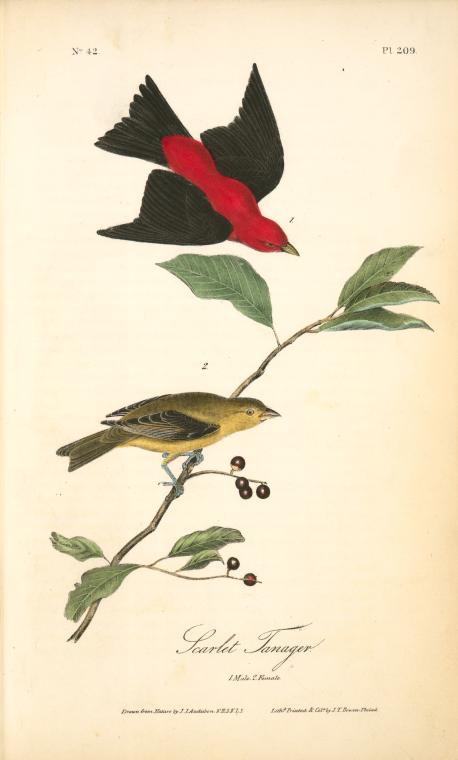 Scarlet Tanager. 1. Male. 2. Female — John James Audubon