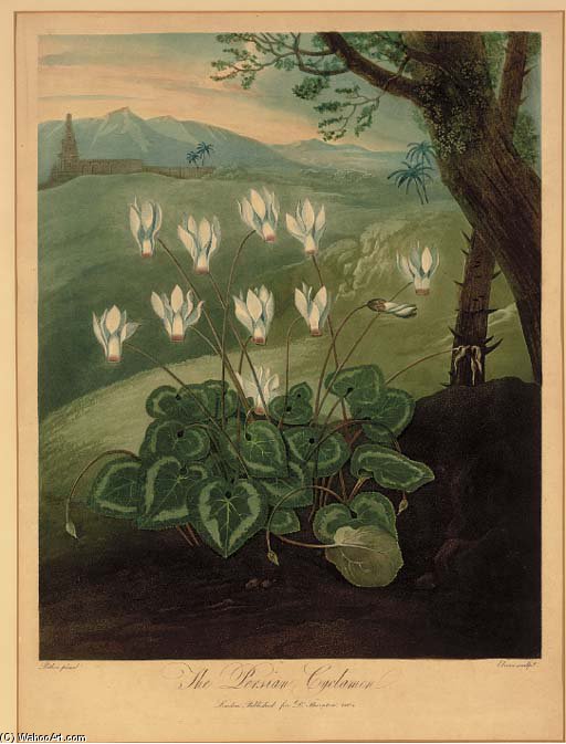 The Persian Cyclamen, From Dr. Thornton's Temple Of Flora — Abraham Pether