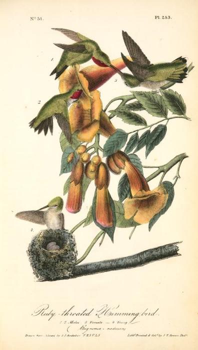 Ruby-throated Humming Bird. 1. 2. Males. 3. Female. 4. Young. (bignonia -radicans.) — John James Audubon