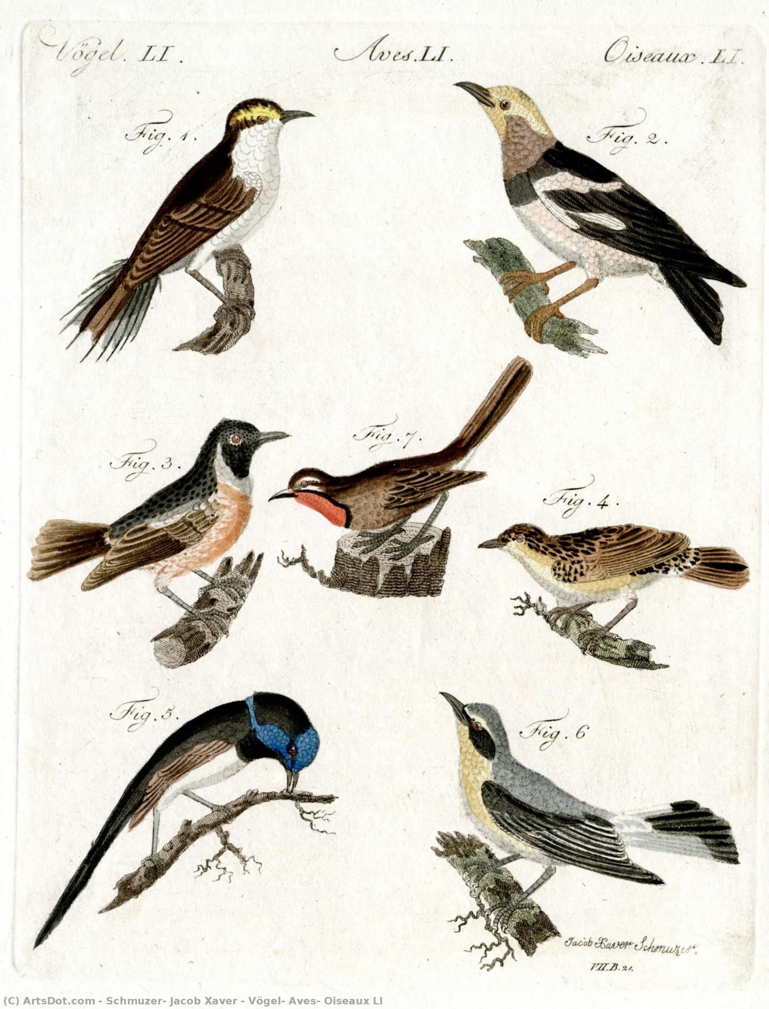 Vögel, Aves, Oiseaux Li — Schmuzer, Jacob Xaver