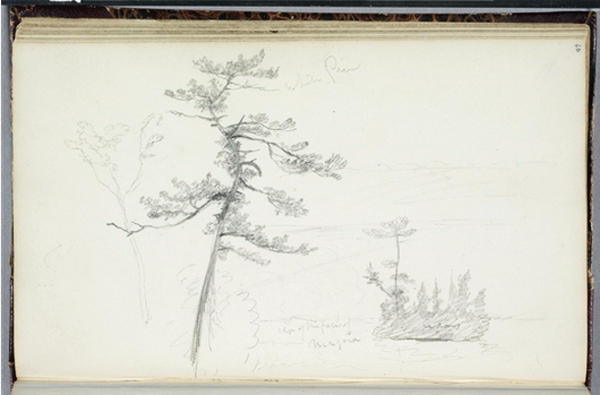 White Pine, Niagara — Thomas Cole