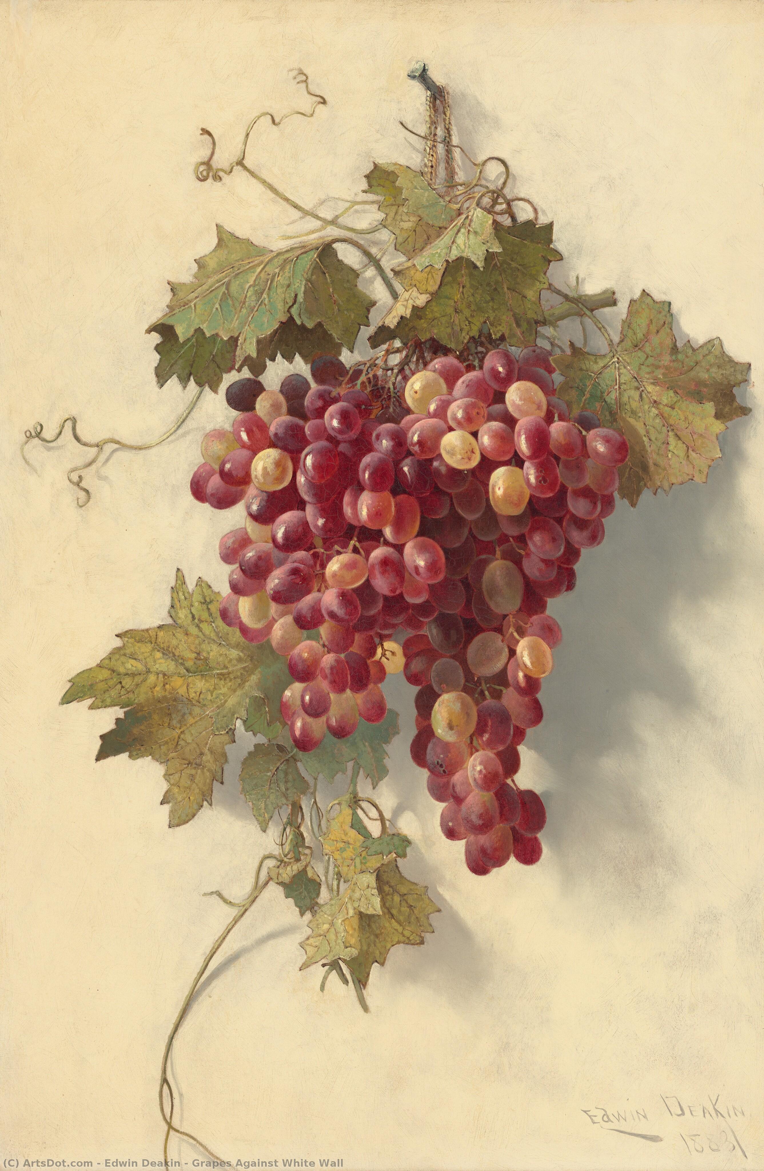 Grapes Against White Wall — Edwin Deakin