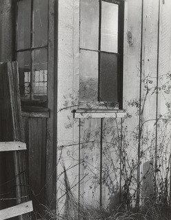 Effect At Sunset — Imogen Cunningham