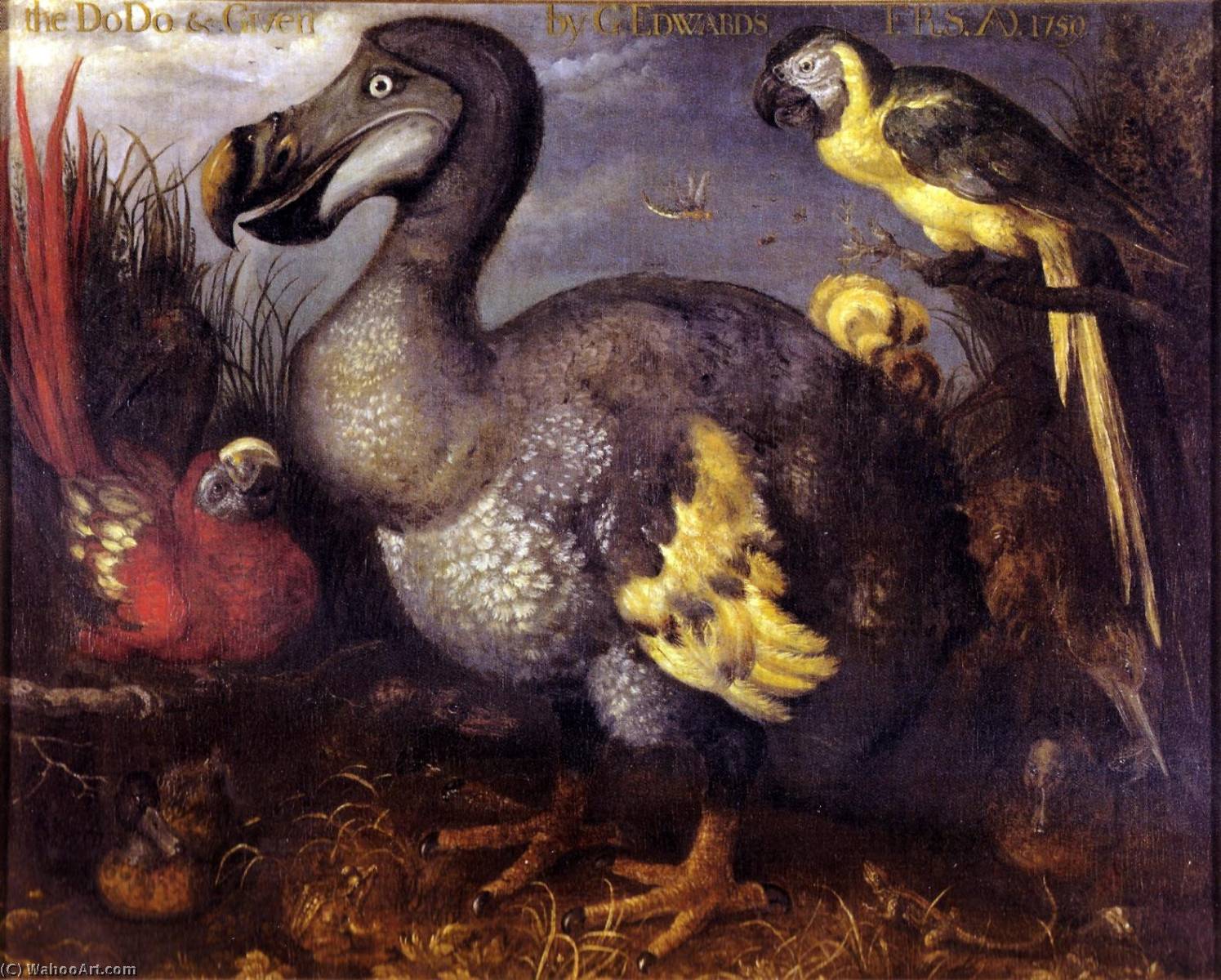 Edward's Dodo — Roelant Savery