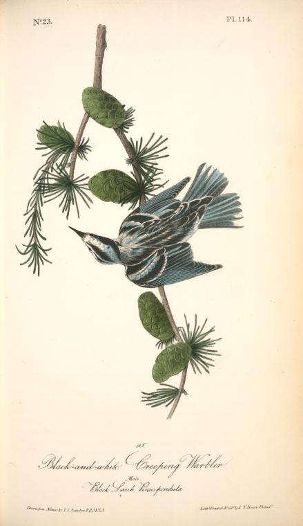 Black-and-white Creeping-warbler. Male. (black Larch. Pinus Pendula.) — John James Audubon