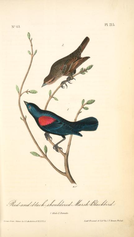 Red-and-black-shouldered Marsh-blackbird. 1. Male. 2. Female. — John James Audubon