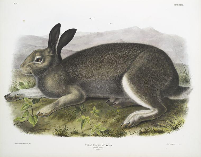 Lepus Glacialis, Polar Hare. Natural Size — John James Audubon