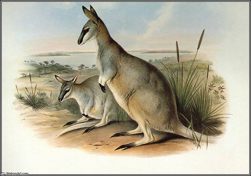 Toolache Wallaby — John Gould