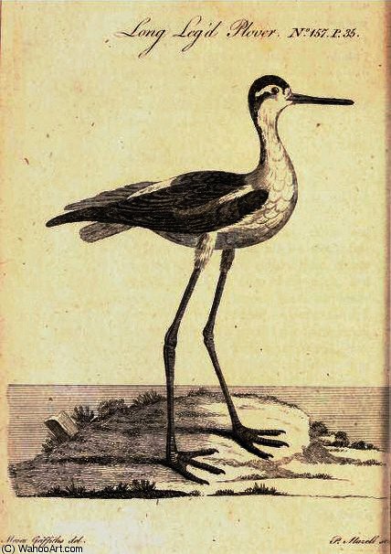 Long Leg'd Plover In Flora Scotica — Moses Griffith
