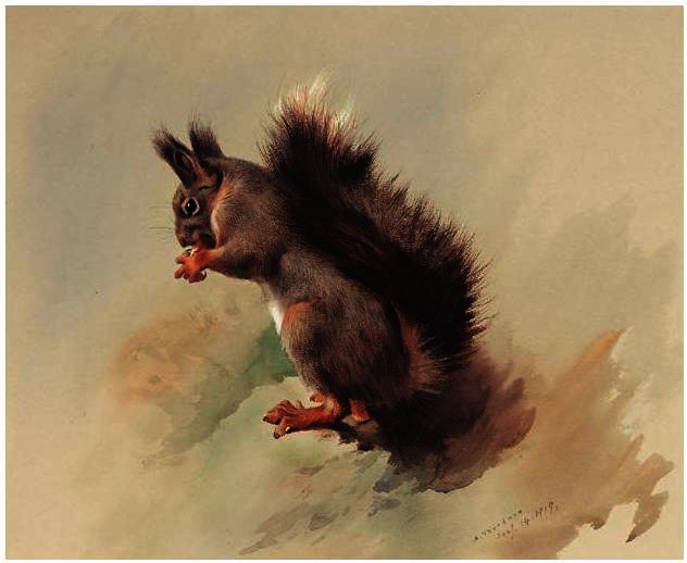 The Red Squirrel — Archibald Thorburn
