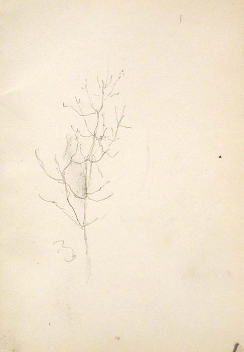 Sapling — John Ottis Adams