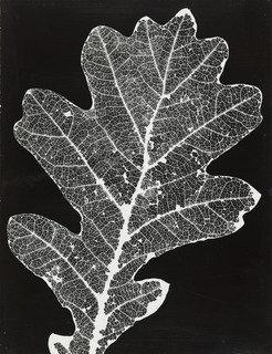 Leaf Pattern — Andreas Feininger
