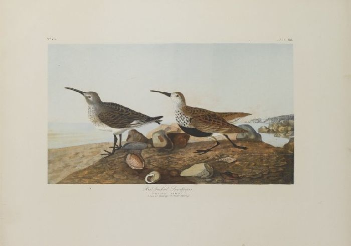 Red-backed Sandpiper And Pectoral Sandpiper — John James Audubon