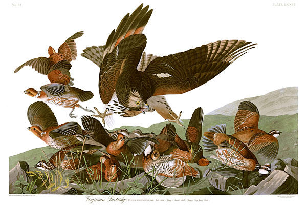 Virginian Partridge (northern Bobwhite) Under Attack By A Young Red-shouldered Hawk — John James Audubon