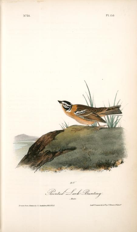 Painted Lark Bunting. Male — John James Audubon