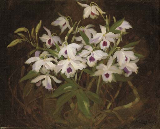 Dendrobium Orchids — James Stuart Park