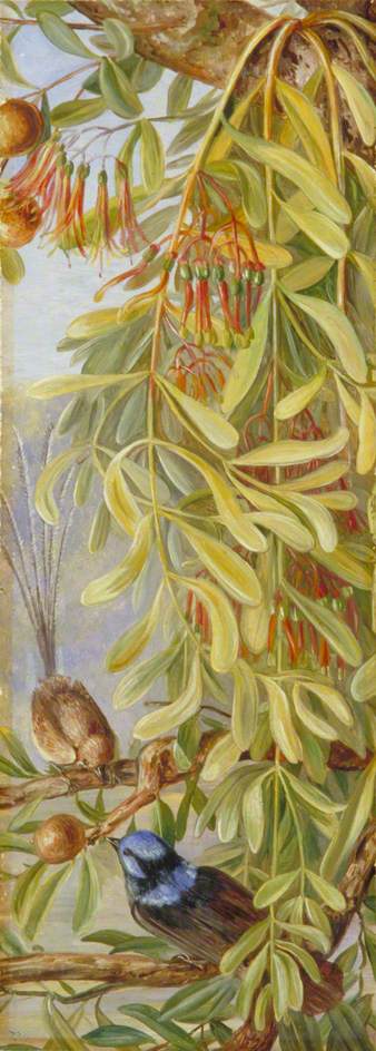 Australian Sandalwood With Mistletoe And Emu Wren, West Australia — Marianne North