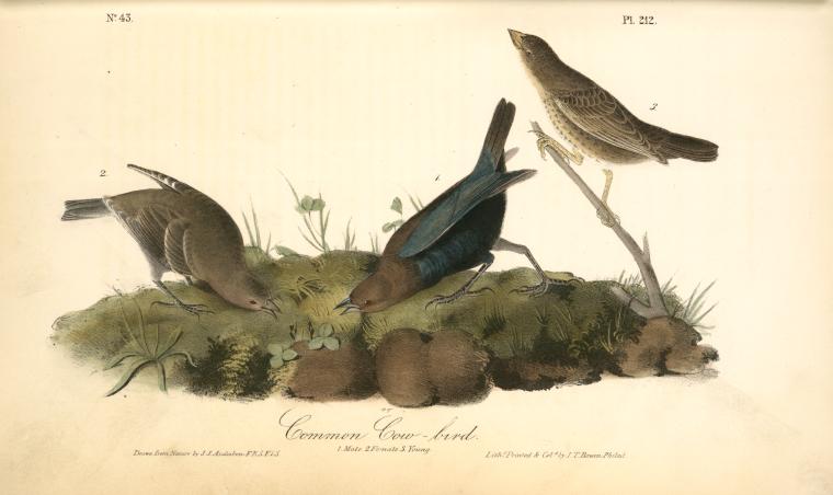Common Cow-bird. 1. Male. 2. Female. 3. Young — John James Audubon