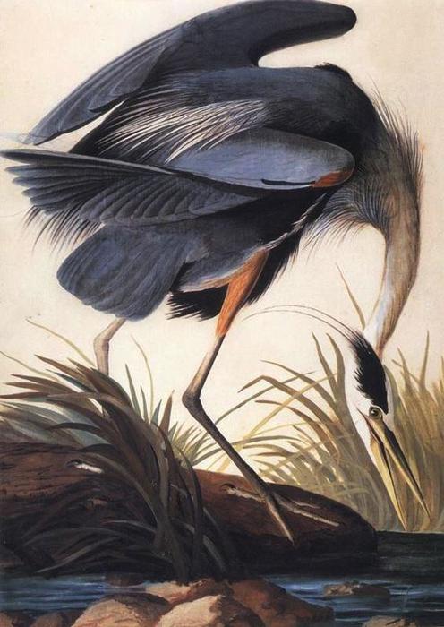 The Great Blue Heron — John James Audubon