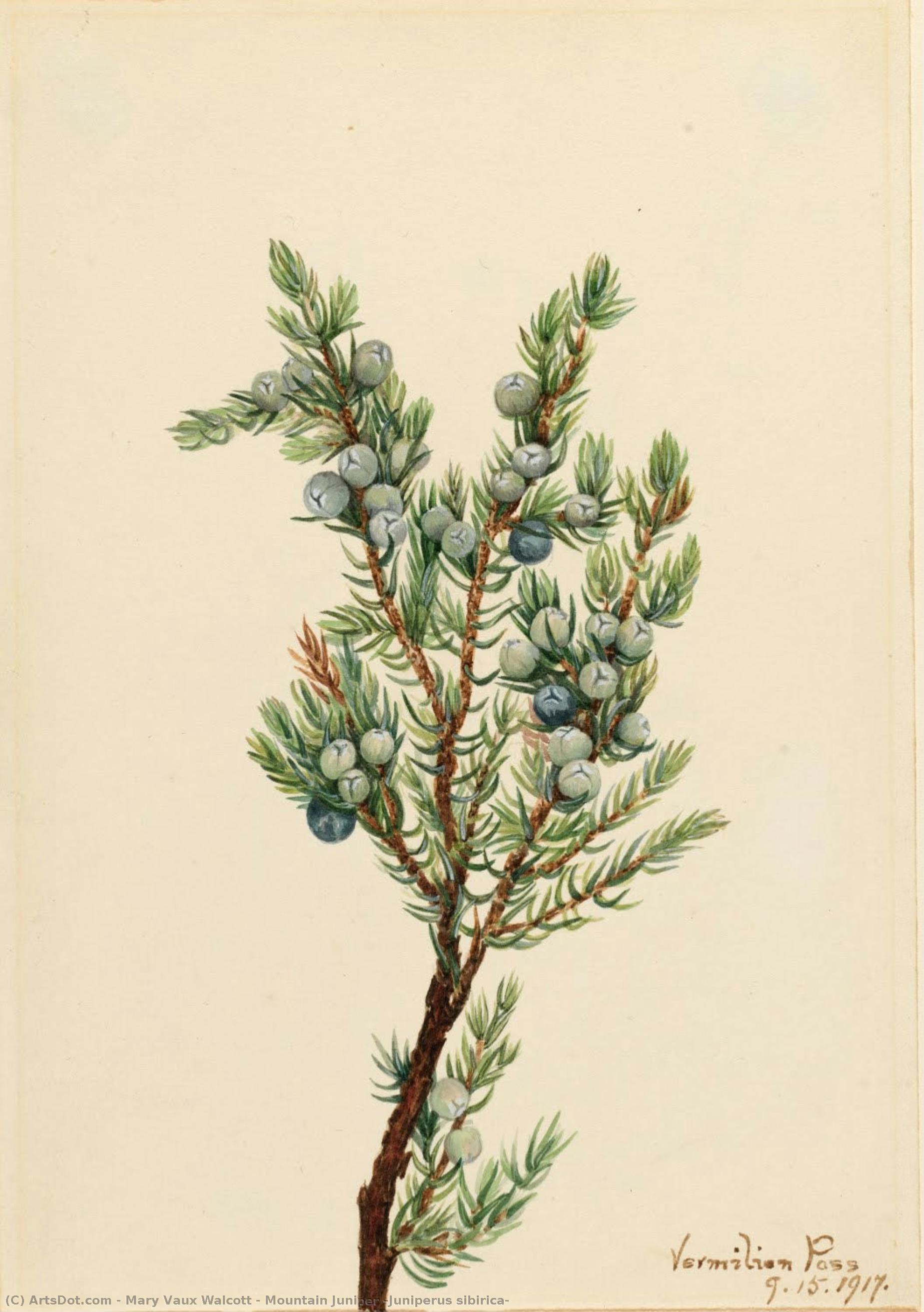Mountain Juniper (juniperus Sibirica) — Mary Vaux Walcott