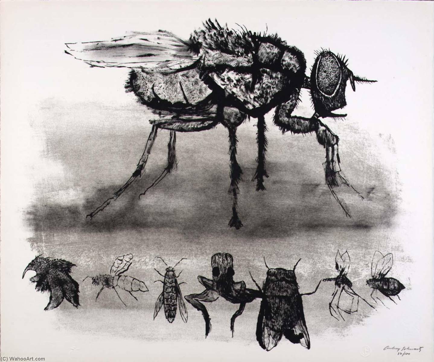 (a Bestiary, Portfolio) Fly And Smaller Insects — Aubrey Schwartz