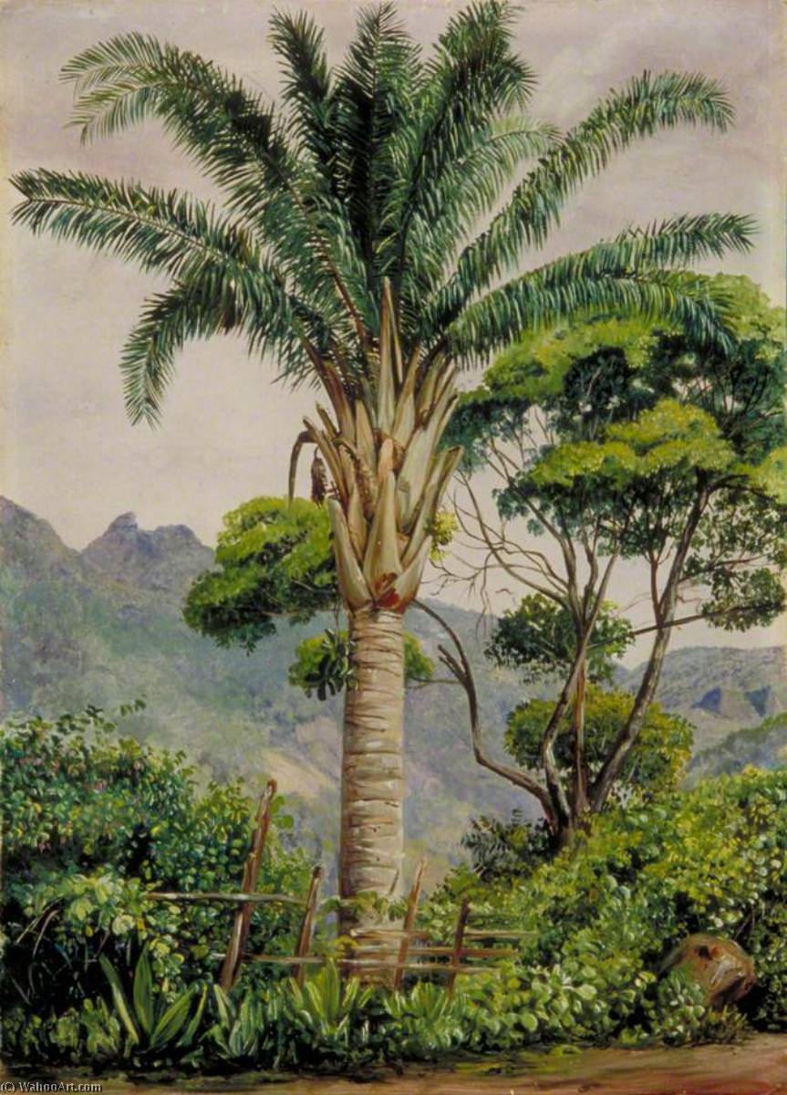 Oil Palm At Tijuca, Brazil — Marianne North