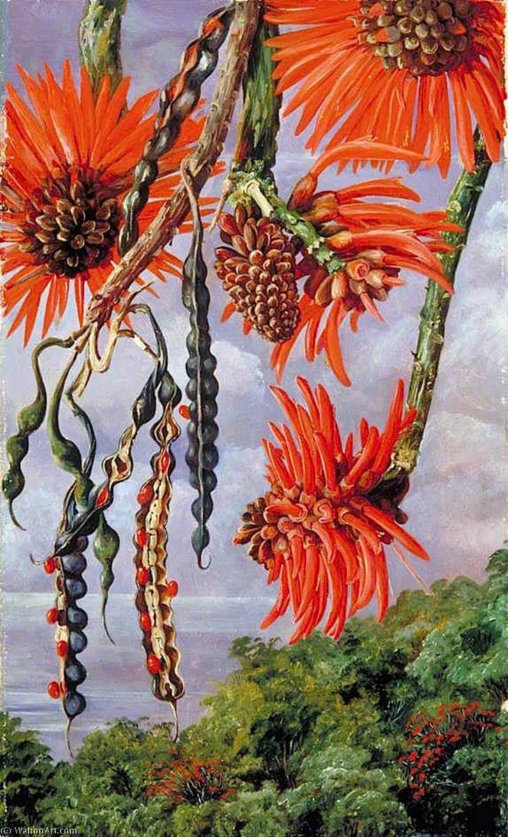 Flowers Of Another Kind Of Coral Tree — Marianne North