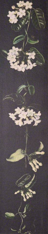 Plant With White Flowers On A Black Background — Marianne North