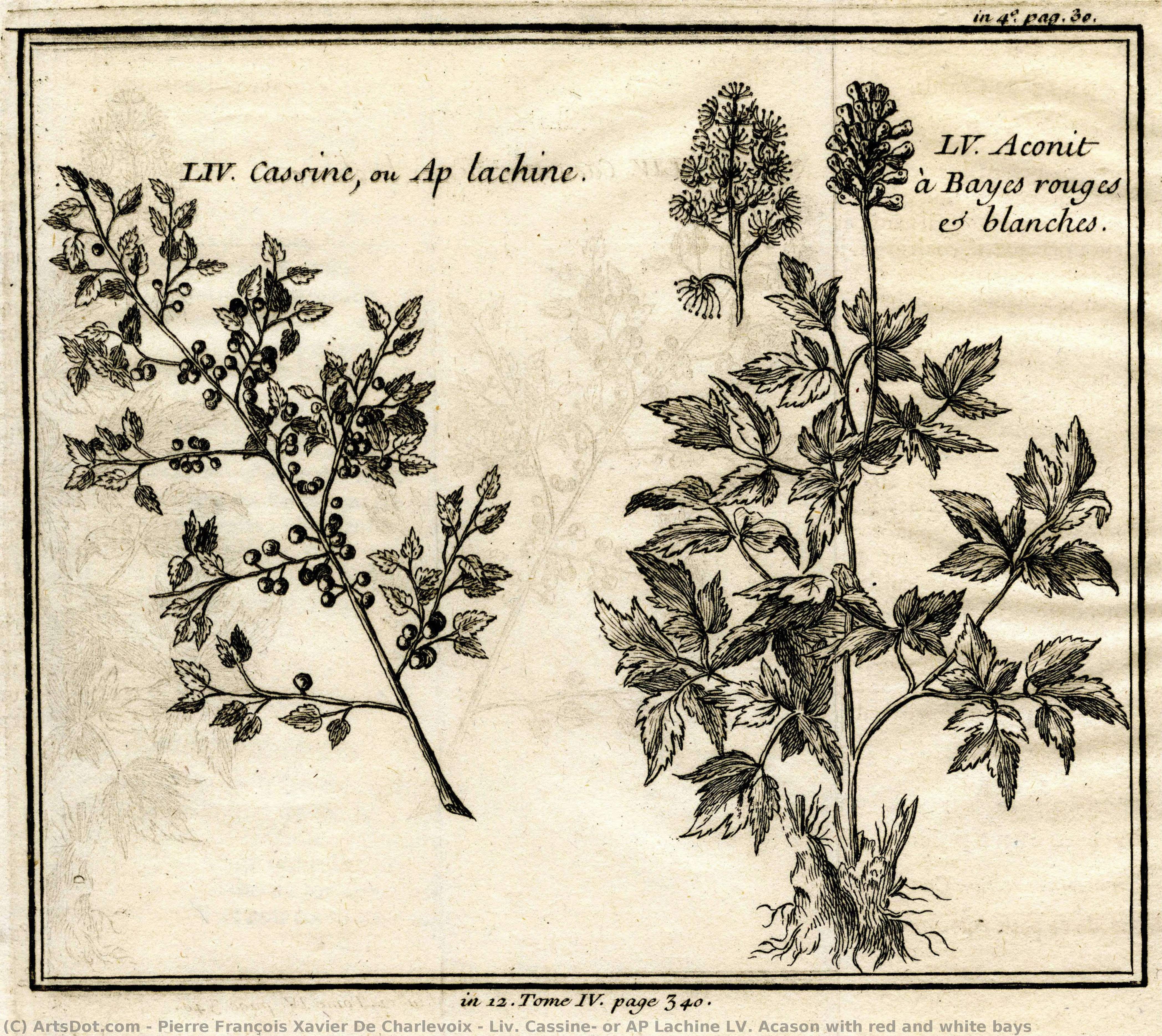 Liv. Cassine, Or Ap Lachine Lv. Acason With Red And White Bays — Pierre François Xavier De Charlevoix