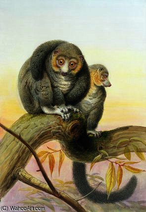 Eulemur Mongoz — Joseph Wolf