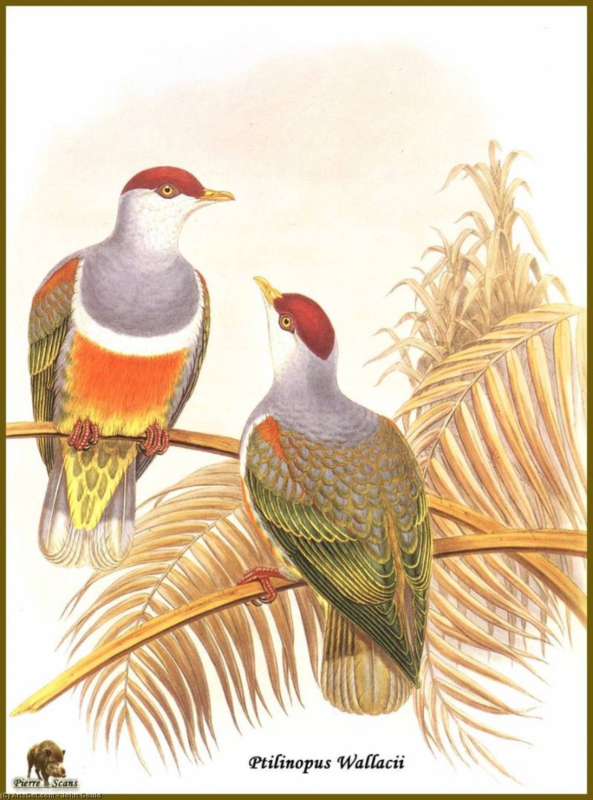 Ptilope De Wallace — John Gould