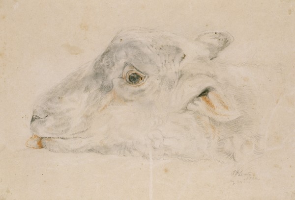 Head Of A Dead Sheep Viewed From The Side — John Frederick Lewis