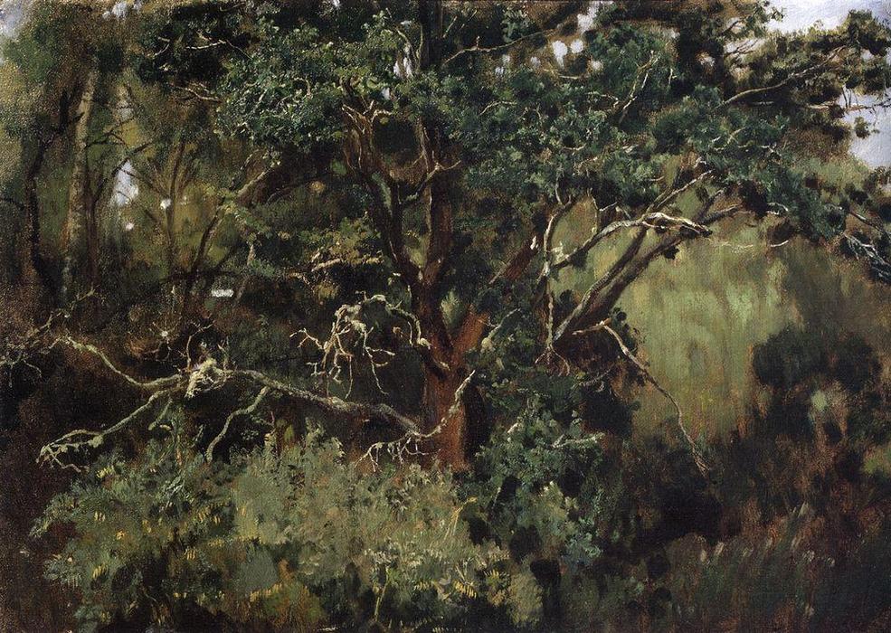Akhtyrsky Oak — Victor Vasnetsov