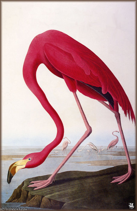 American Flamingo — John James Audubon