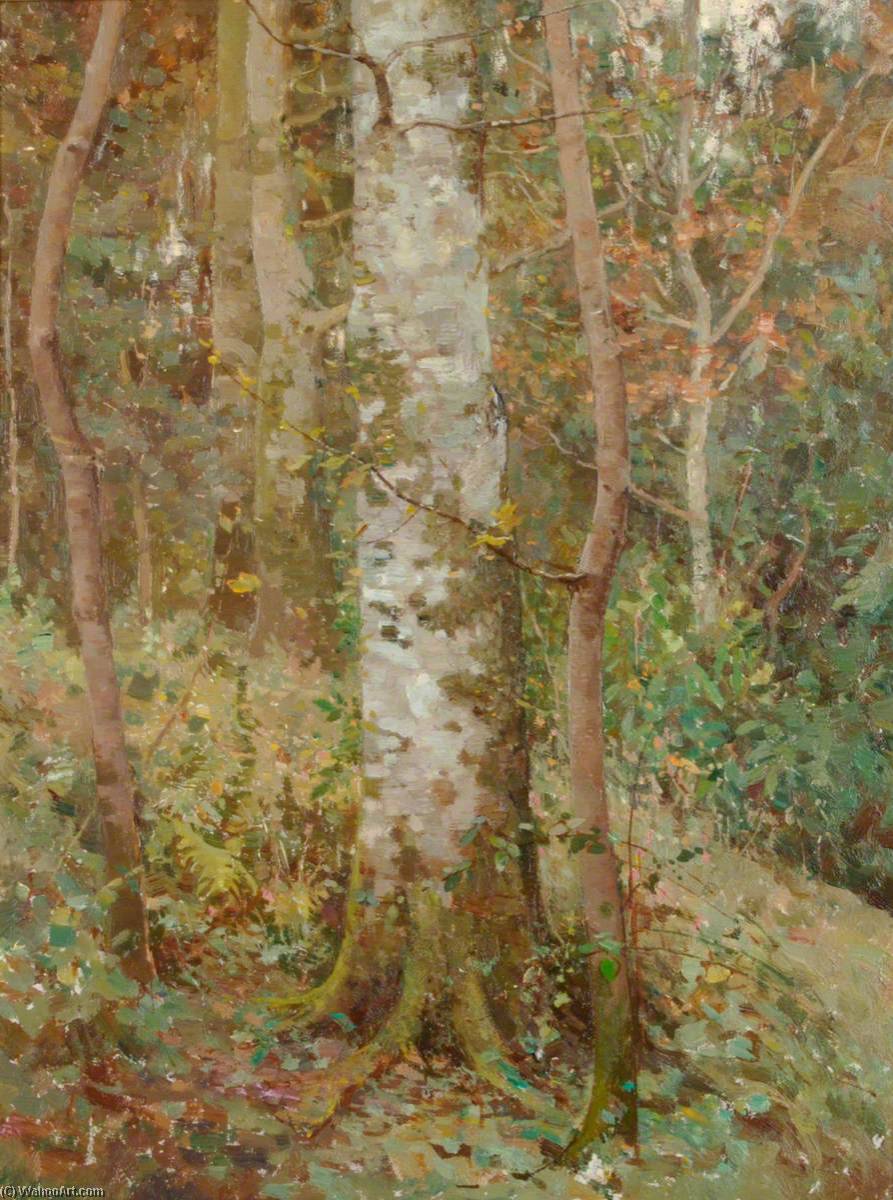 Beech Bole — Benjamin Haughton