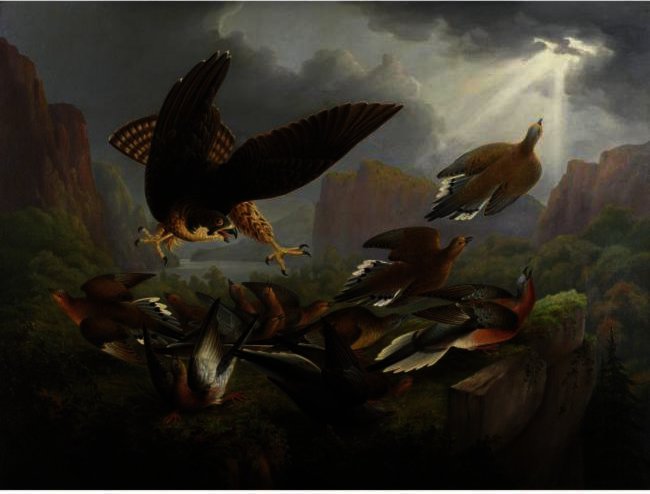 Carolina Turtle Dove ^ Passenger Pigeon Attacked By Peregrine Falcon — Robert Havell