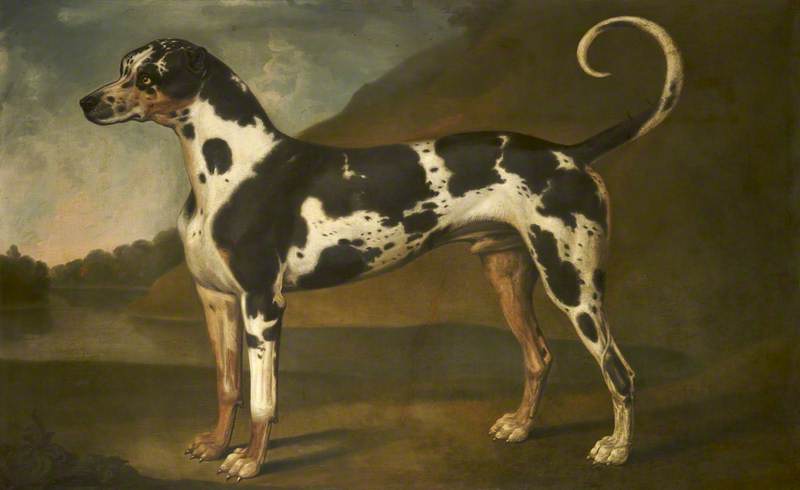 A Harlequin Great Dane Called 'turpin' — Thomas Stringer