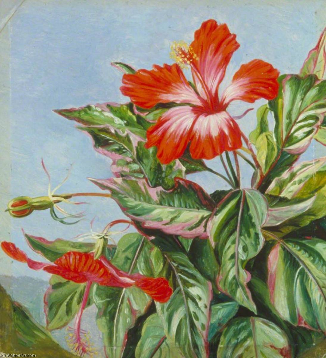 Eine Neukaledonische Pflanze, Hibiscus Cooperi — Marianne North