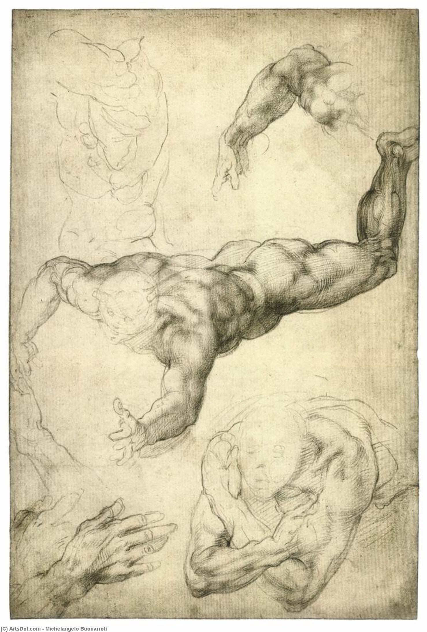 Studies Of Arms And Hands (recto) — Michelangelo Buonarroti