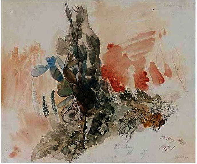 Study Of A Cactus — Edward Lear