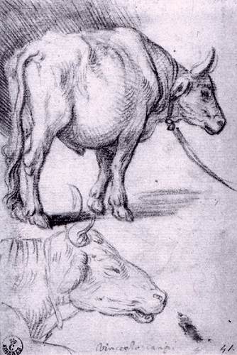 Two Studies Of Bulls — Vincenzo Campi