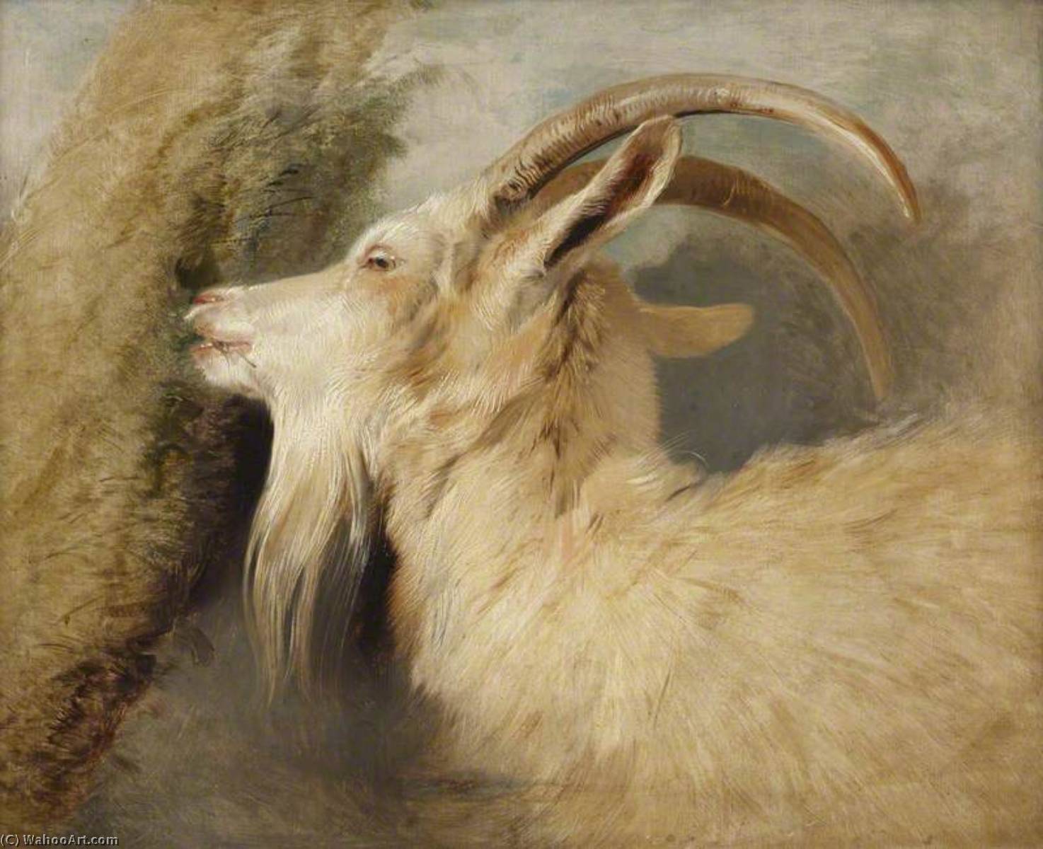 Cabeza De Una Cabra — Sir Edwin Henry Landseer